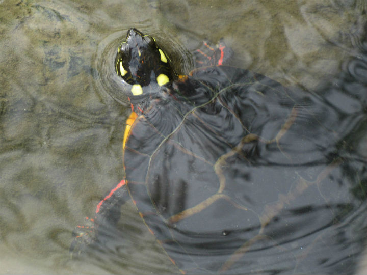 Eastern Painted Turtle